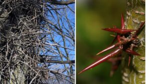 Honey Locust: la medicina “affilata” della tradizione erboristica