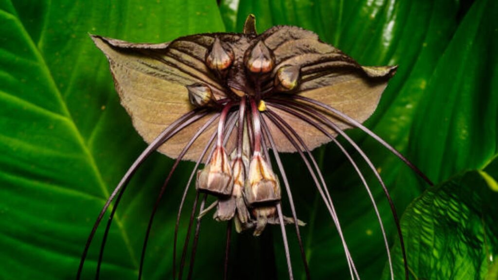 Tacca chantrieri: ecco l’elegante pianta oscura delle foreste tropicali
