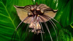 Tacca chantrieri: ecco l’elegante pianta oscura delle foreste tropicali