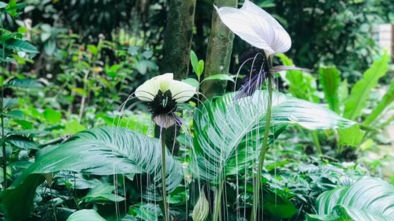 Tacca chantrieri nel verde