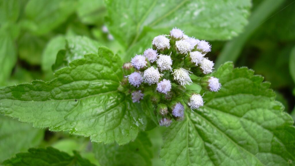 Ageratum conyzoides: proprietà, benefici e utilizzi della pianta medicinale tropicale