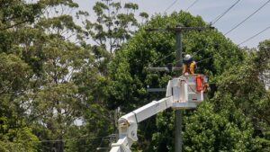 Si possono piantare gli alberi vicino alle linee elettriche?