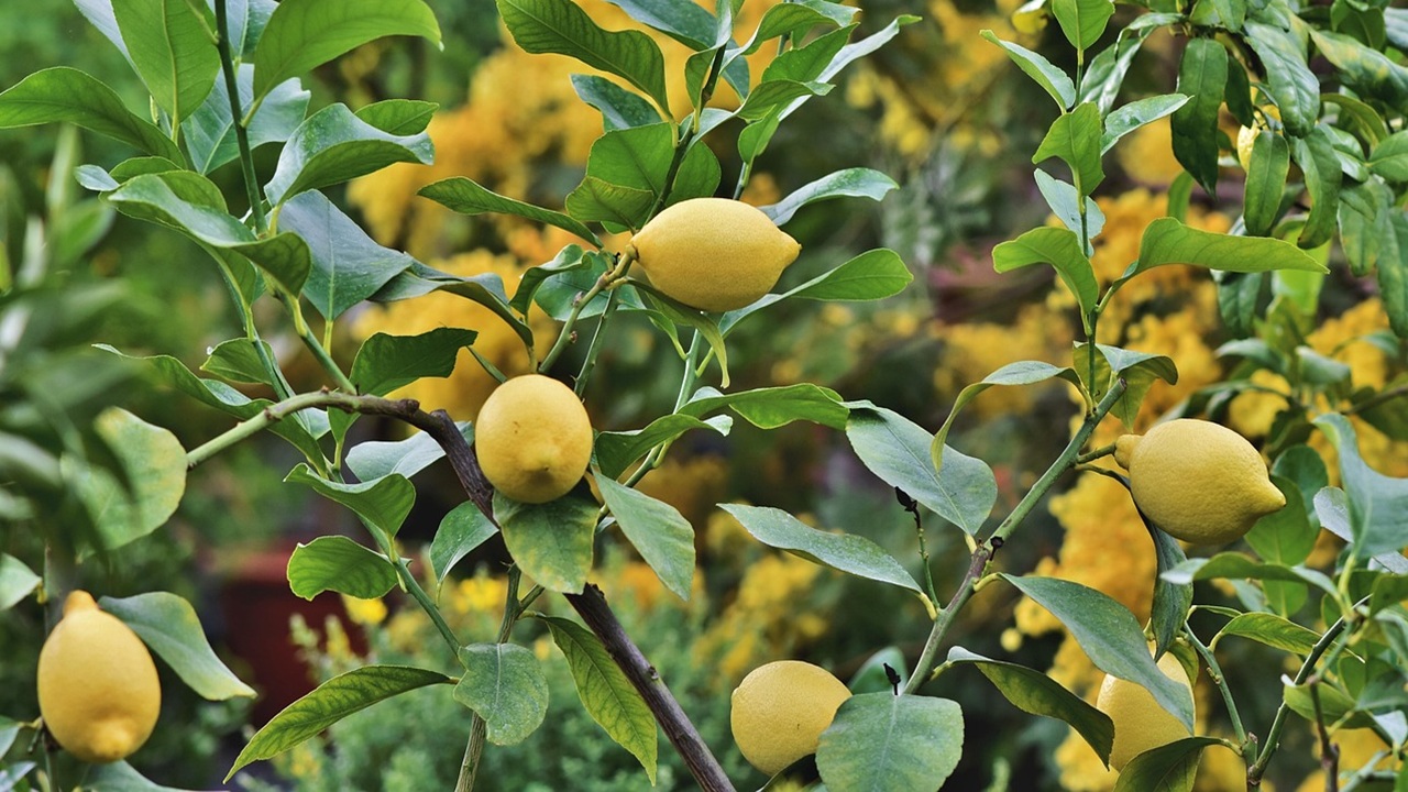 albero limoni