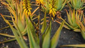 Si può coltivare l’Aloe vera in casa? Spoiler: sì ma seguendo questi consigli