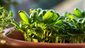 Il basilico da interno ha deciso di morire? Colpa di questi errori