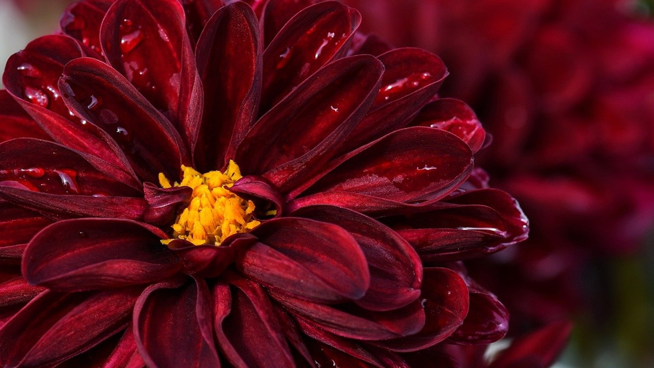 bulbi rossi dalia bordeaux