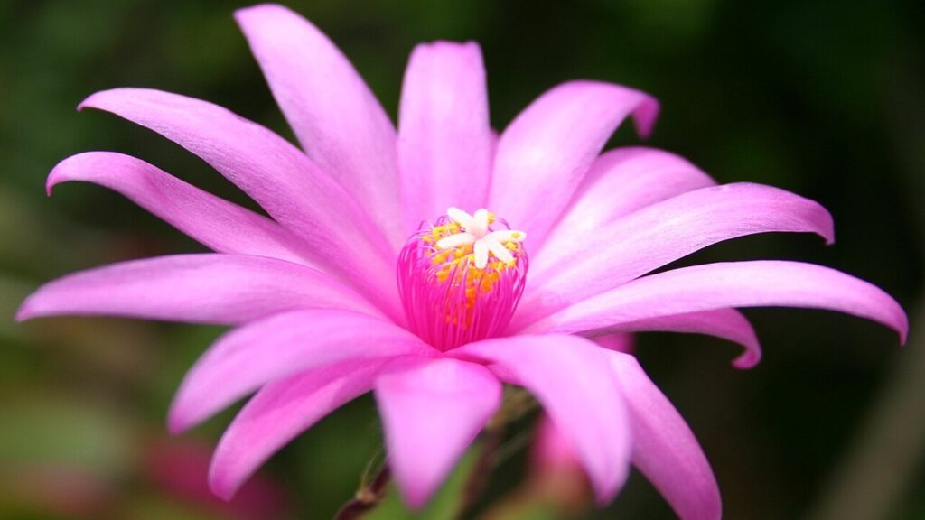 Cactus di Pasqua: 5 consigli per farlo fiorire