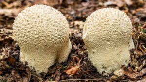Calvatia utriformis, il fungo commestibile che sembra l’uovo degli xenomorfi di Alien