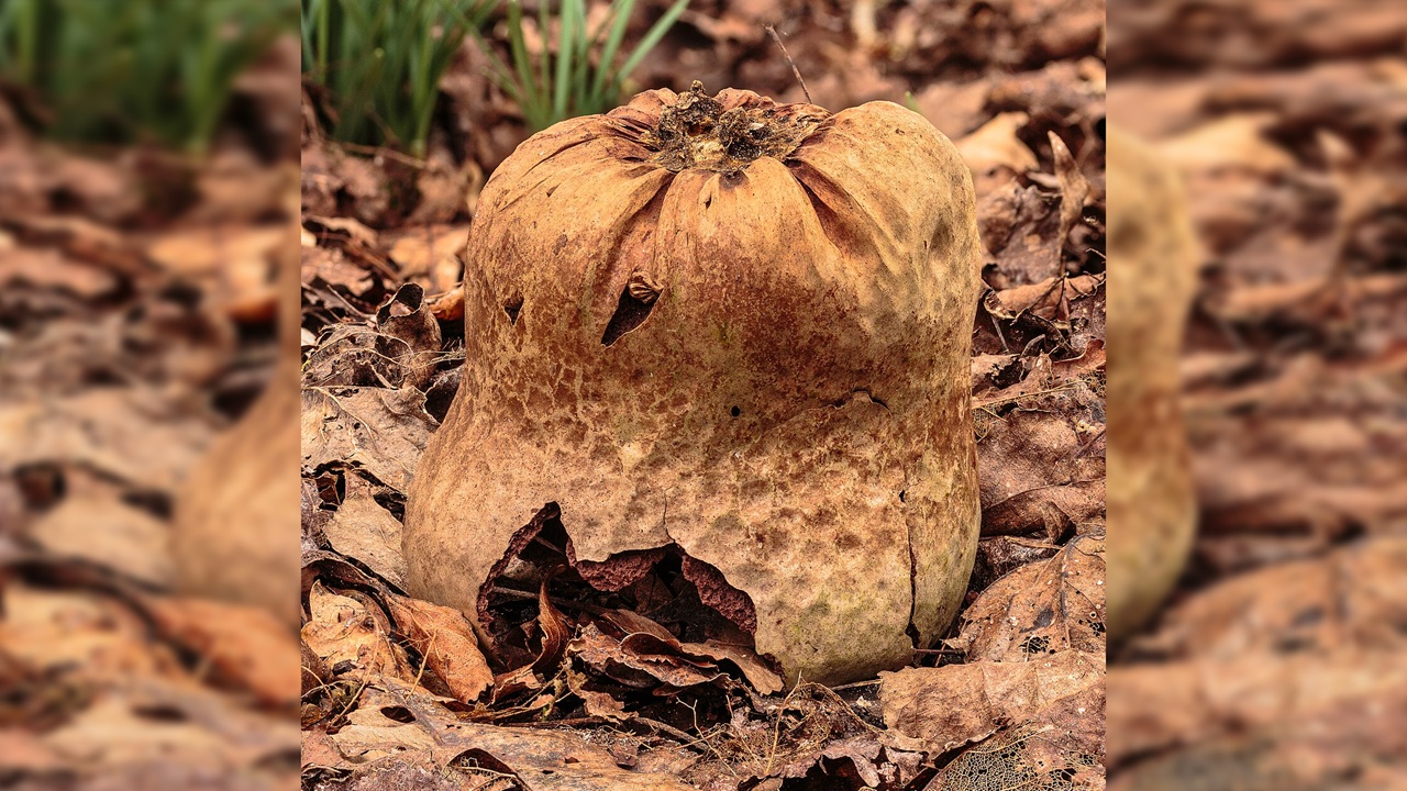 calvatia utriformis