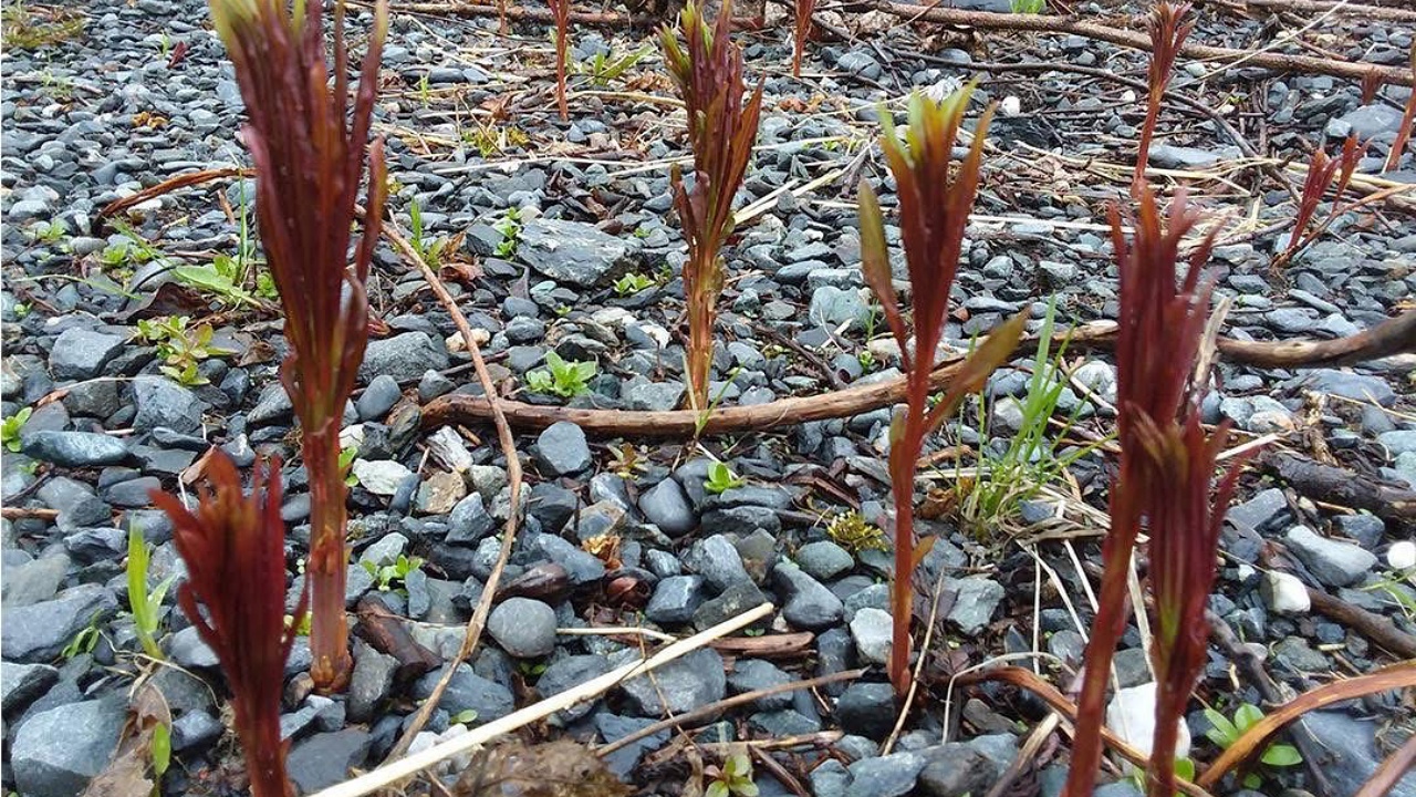 Epilobio a foglie strette