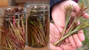 Chamaenerion angustifolium (Fireweed): benefici, proprietà e usi dell’Epilobio a foglie strette