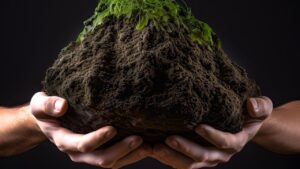 Compost di torba: cos’è, a cosa serve e alternative migliori