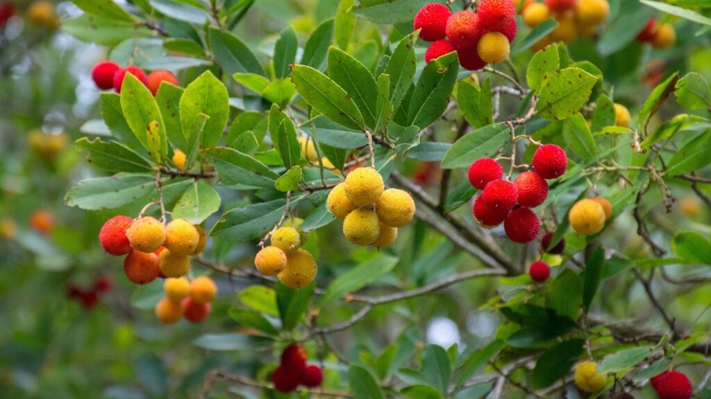 Corbezzolo: come coltivare in giardino questo allegro sempreverde dai frutti rossi