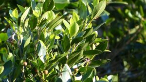 Piante e modi di dire: perché si dice dormire sugli allori?