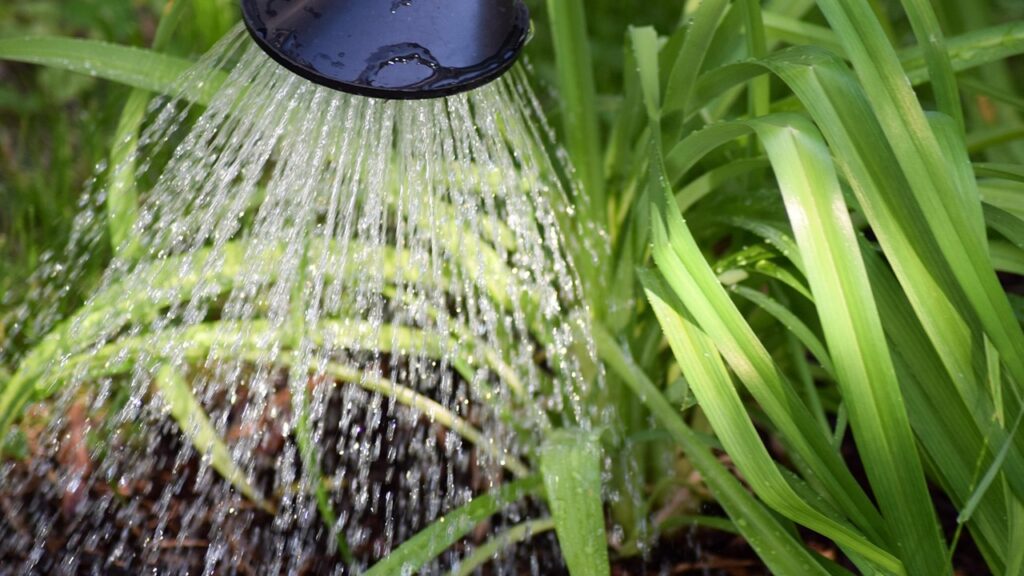 L’errore da non fare in estate quando innaffiate le piante in vaso