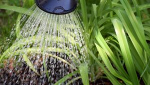 L’errore da non fare in estate quando innaffiate le piante in vaso