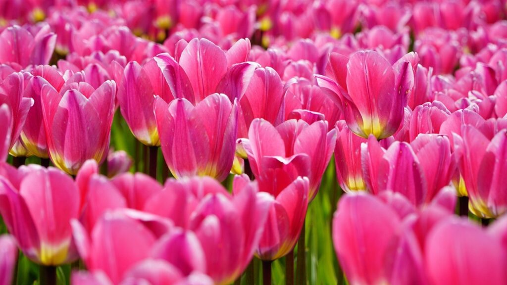 7 fiori che simboleggiano l’amicizia