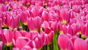 7 fiori che simboleggiano l’amicizia