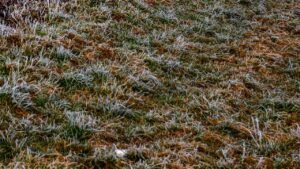 Il gelo invernale ha sollevato il terreno del giardino? Ecco cosa fare