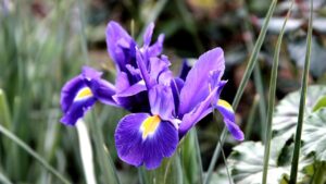 Iris germanica, l’insospettabile tossicità del giaggiolo paonazzo