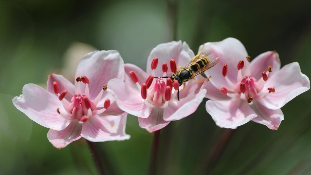 Giunco fiorito: tutto quello che volevate sapere sulla coltivazione del Butomus umbellatus