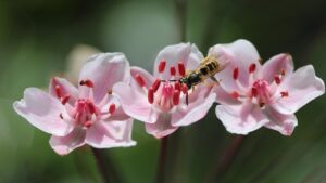 Giunco fiorito: tutto quello che volevate sapere sulla coltivazione del Butomus umbellatus