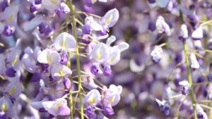 Come coltivare il glicine in vaso in 5 semplici passaggi