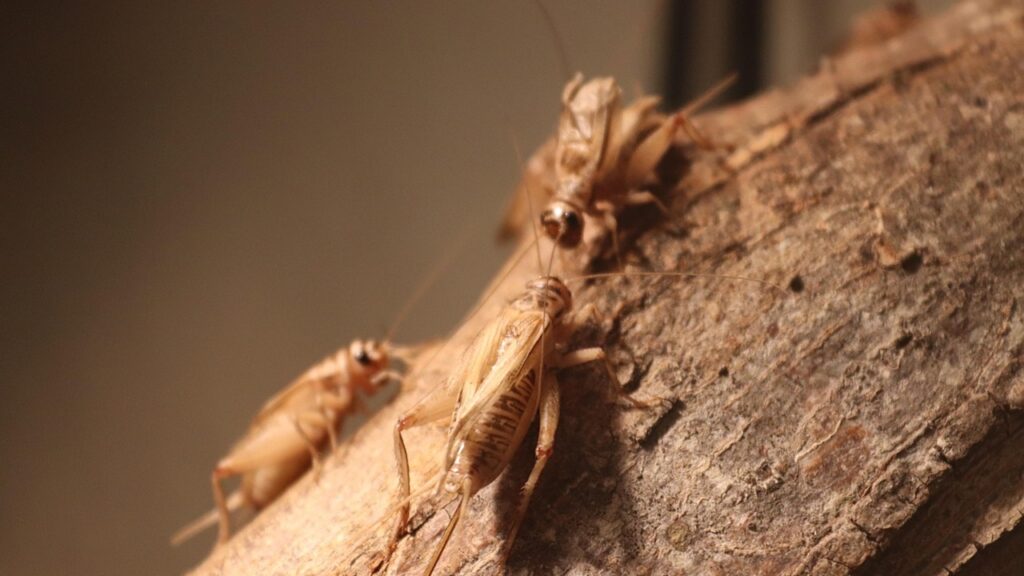 Come sbarazzarsi di grilli e cavallette che danneggiano il giardino