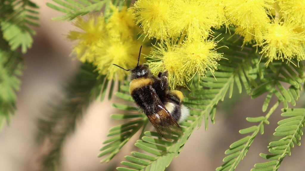 La leggenda della nascita della mimosa