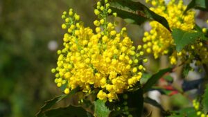 Perché è meglio piantare in giardino la Mahonia invece della Thuja?