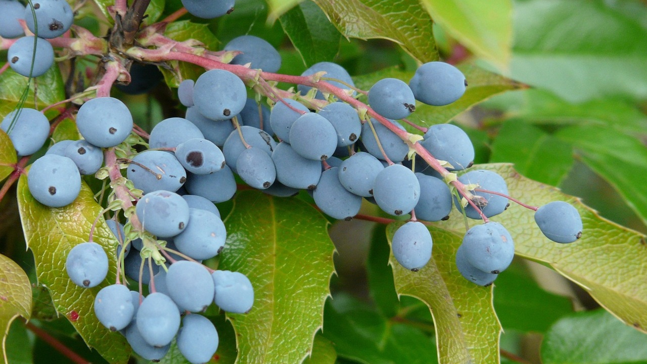 mahonia bacche