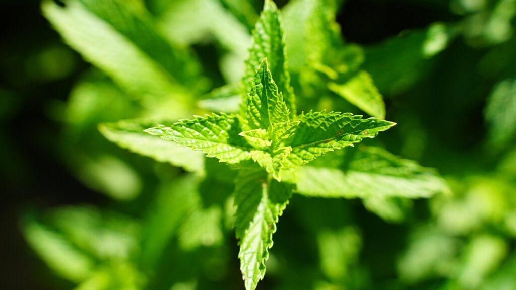 Melissa, l’erba aromatica dalle proprietà calmanti