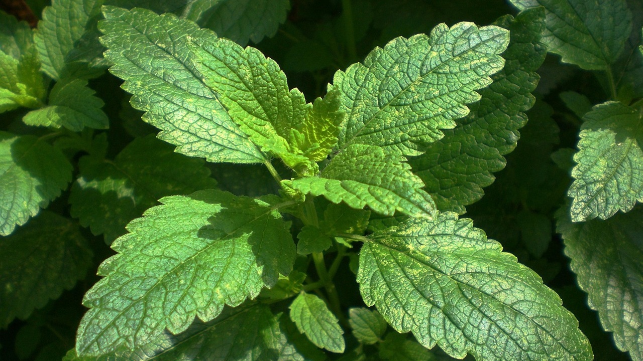 melissa pianta aromatica