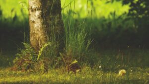 Cosa vuol dire esporre una pianta in pieno sole o in mezz’ombra?