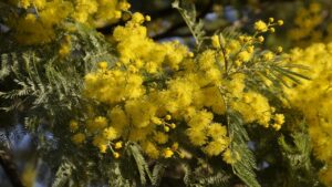 Mimosa, il significato nel linguaggio dei fiori