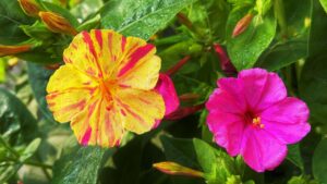 Bella di notte, i suoi fiori splendidi nascondono un pericolo per cani e gatti