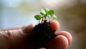 La muffa sul terreno delle piante è sempre pericolosa? Questa no