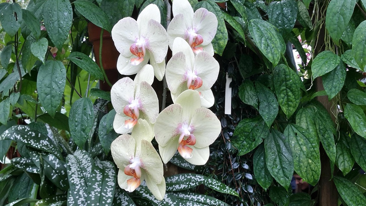 orchidea Phalaenopsis