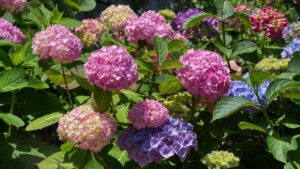 Se fate questo errore con le ortensie in inverno, dite addio alla fioritura estiva