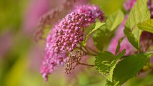 10 piante invasive che nessuno vorrebbe mai avere in giardino (ma che tutti hanno)