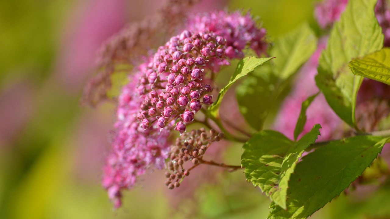 piante invasive spirea