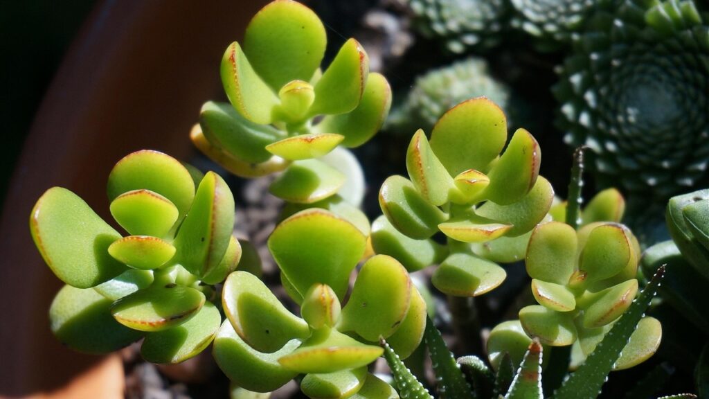 5 piante che portano pace e tranquillità in casa secondo il Feng Shui