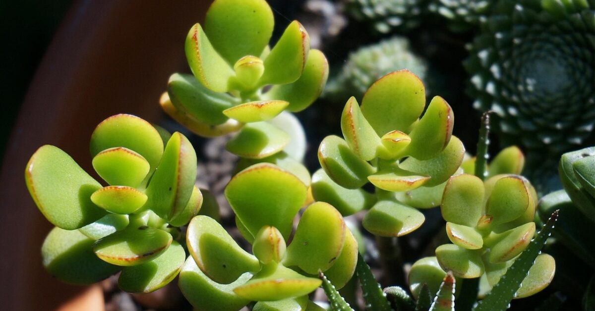 5 piante che portano pace e tranquillità in casa secondo il Feng Shui