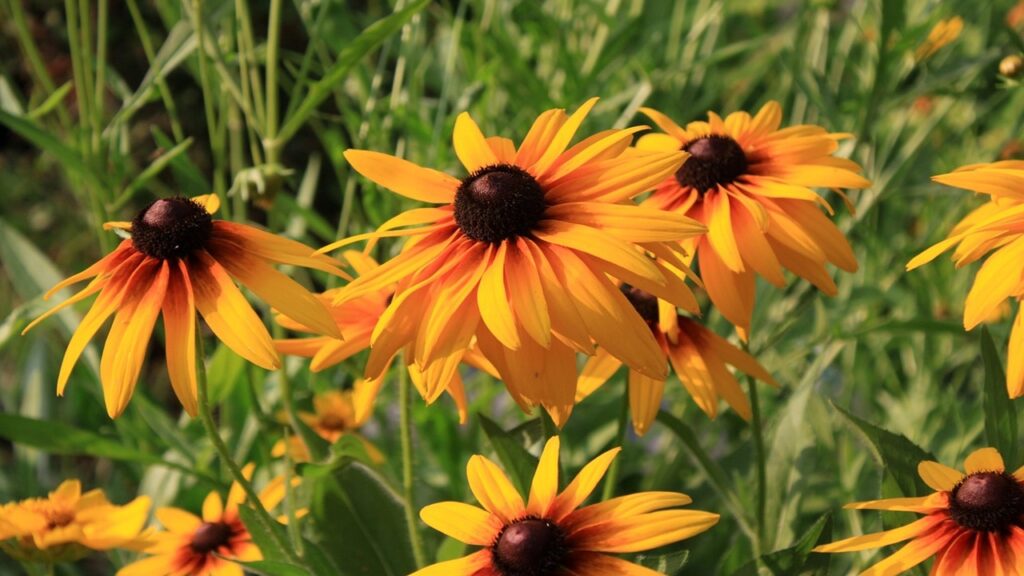 12 piante perenni da piantare in giardino abbinate al mese di nascita