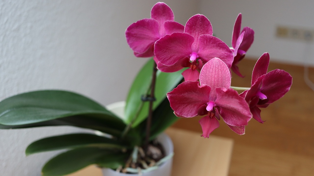 piante rosa appartamento orchidea