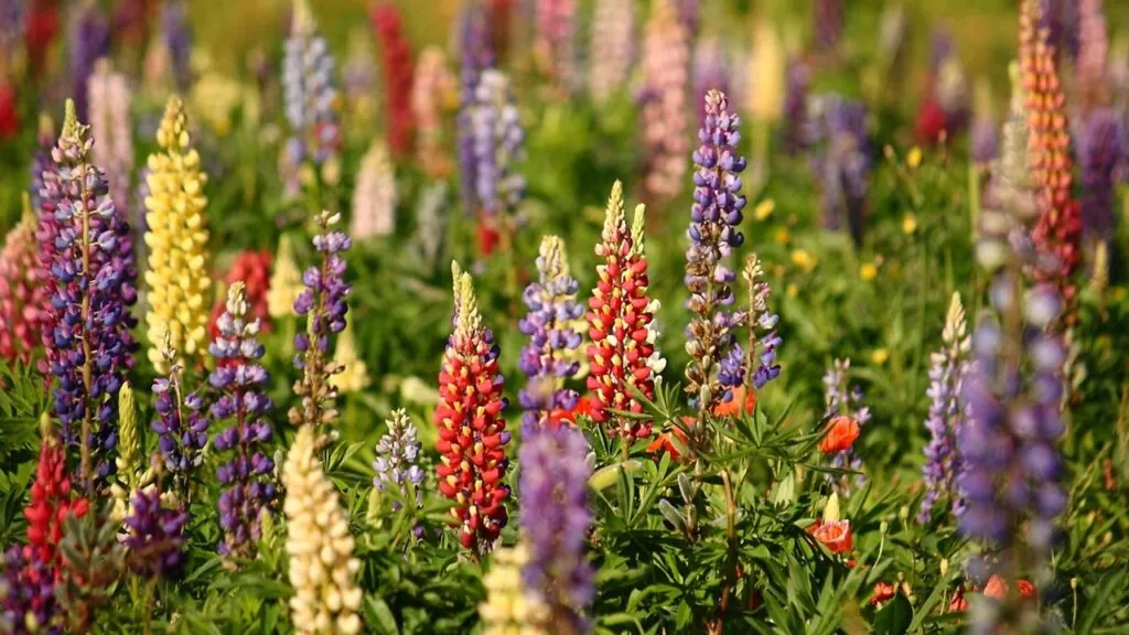 5 piante tradizionali che stanno tornando di moda