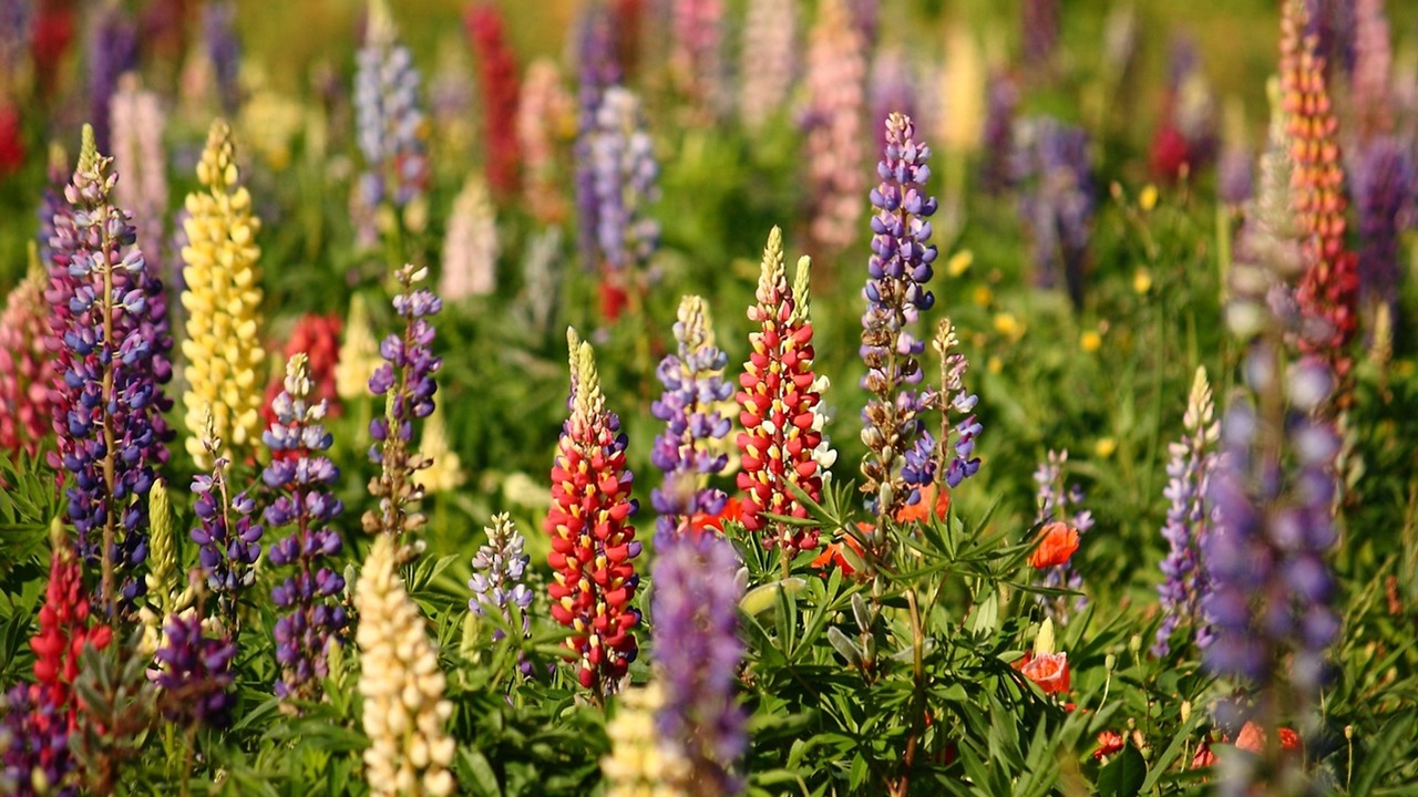 piante tradizionali lupini