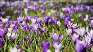 6 fiori che potrebbero essere la Rosa di Sharon della Bibbia