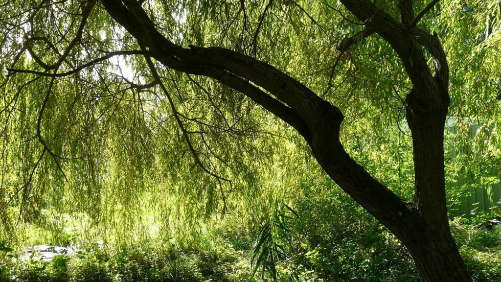Il vicino può piantare un salice vicino alla casa o al confine del giardino?