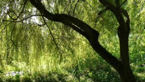 Il vicino può piantare un salice vicino alla casa o al confine del giardino?